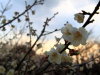 風に揺れる夕暮れ時の梅の花