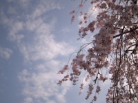 風になびく桜