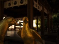 神社の守り鳩