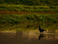 カラスの行水