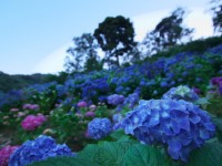 眼前に広がるは6月の風景