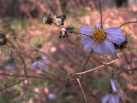 枯れ花のダンス