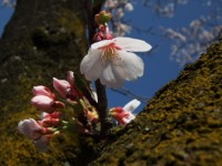 春の芽吹き