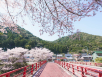 桜の橋