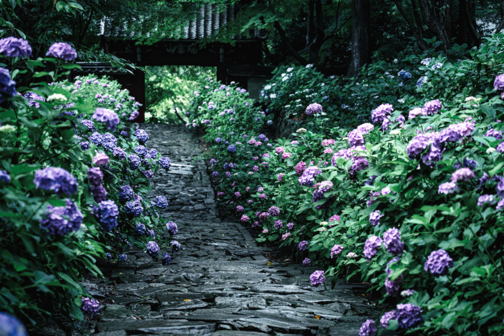 紫陽花の小径