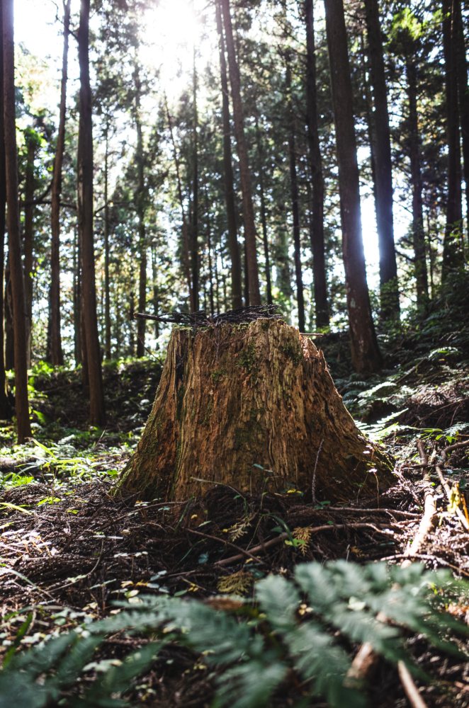 森に残る時間
