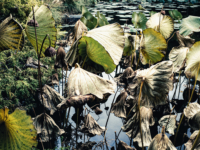 静かに枯れゆく