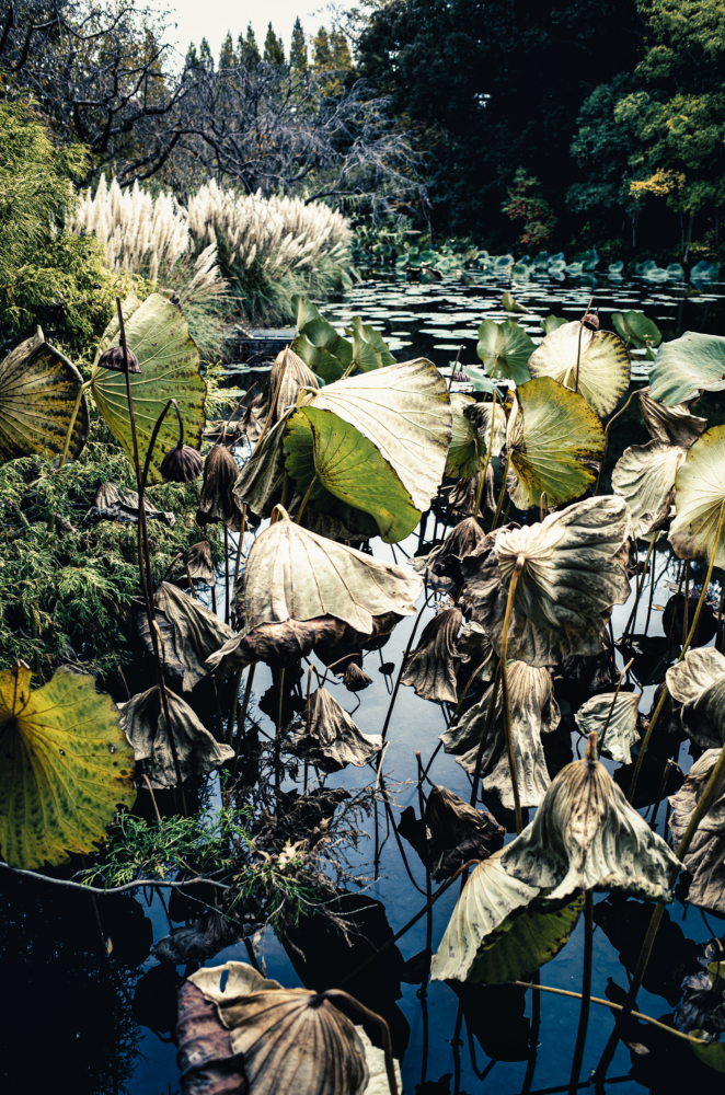 静かに枯れゆく