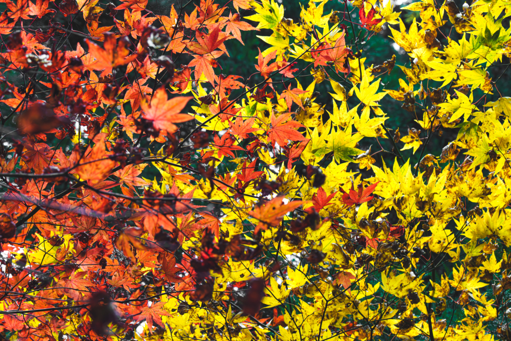 紅葉スプラトゥーン