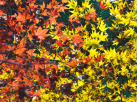 紅葉スプラトゥーン