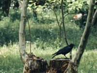 カラスのお立ち台
