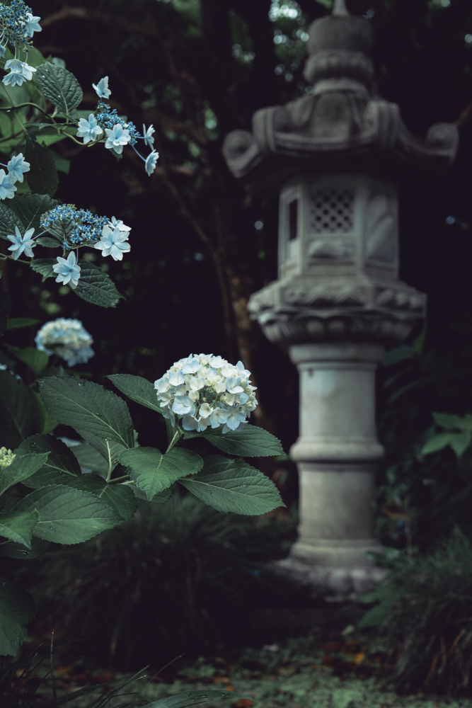 紫陽花と石灯籠