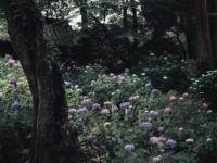 紫陽花の通り道