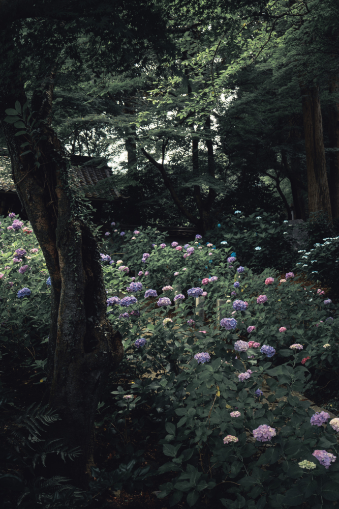 紫陽花の通り道