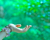 てのひらへ