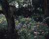 紫陽花の通り道